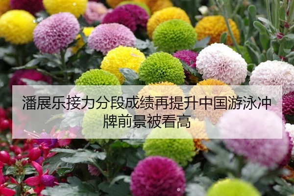 潘展乐接力分段成绩再提升中国游泳冲牌前景被看高